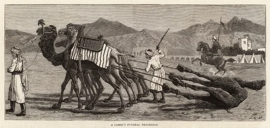 Kondukt pogrzebowy wielbłąda